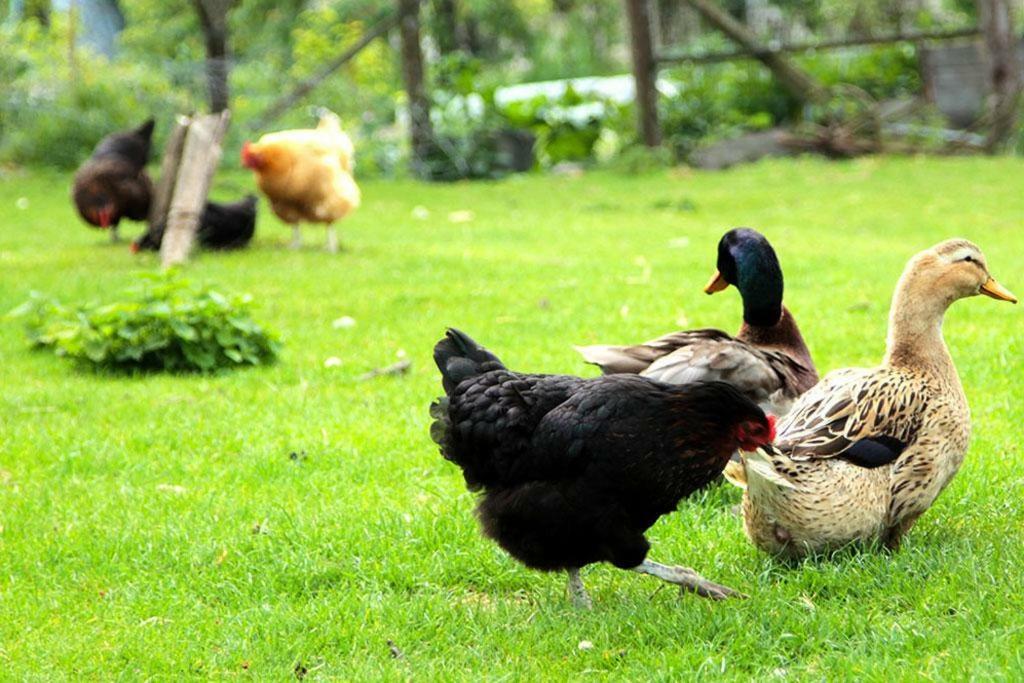 Hébergement de vacances De La Ferme De La Côte Les Damps